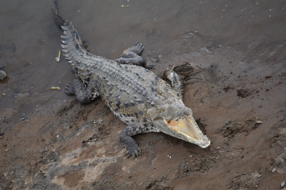 Die beste Aussicht auf 5-Meter-Krokodile in freier Wildbahn – Die Crocodile Bridge in Costa&nbsp;Rica