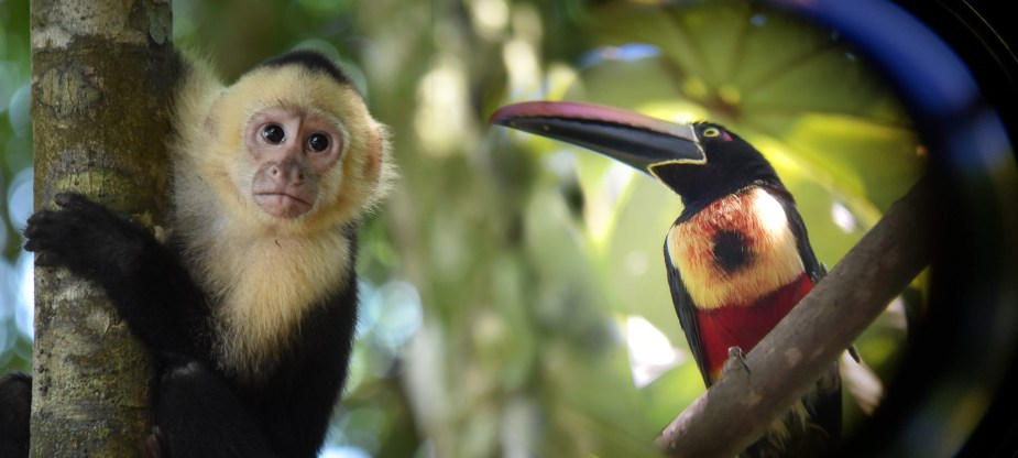 Die volle Wildlife-Packung im Manuel Antonio National Park – Mit Guide durch den Dschungel von Costa&nbsp;Rica